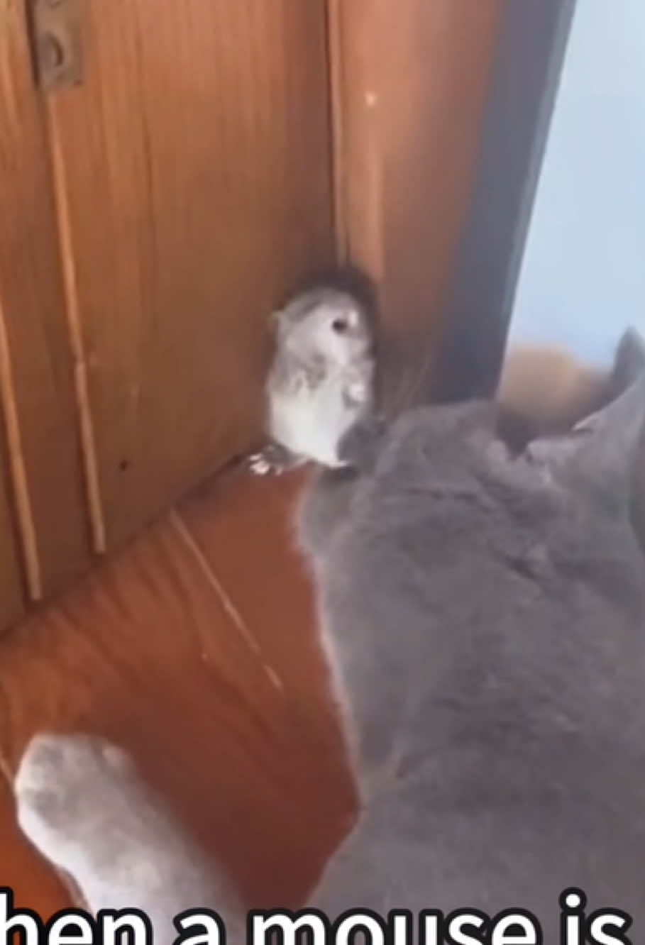 Interesting Mouse Moments🐀😱😨🤪😩#mouse#funnymouse #mouseprank #mousefails #scaredpeople #animalmoments#fyp #foryou #viral