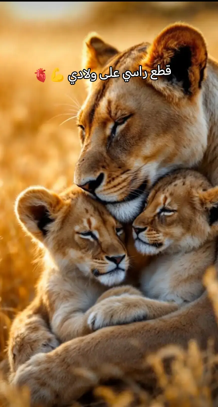 قطع راسي على ولادي