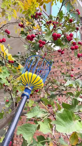 Không cần trèo cây – vẫn hái trái đầy giỏ! #vothaitraicaytrencao #haitraicay #gayhaiqua #gayhaitraicay 