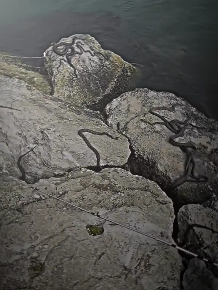 Who knows this island?☠️☠️☠️ #snakeisland #snakeislandbrazil #snake #island #brazilisland #scaryisland #misteri #video #penampakan #pulau #urlar #mit #mitixx #mit_edit #alightmotion_edit #alightmotion #viraltiktok #viralvideo #fyp #fypage #foryoupage 