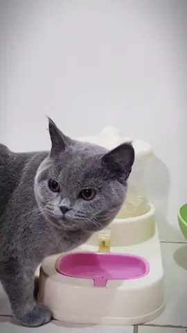 Cat Drinking Water 💧🚰 Hydration Princess Alert 👑💧 #asmr #catdrinkingwater #catasmr #maomaothebritish #mikaelyuriadi 