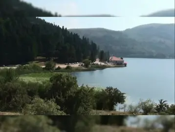 تامر ابو وديع.