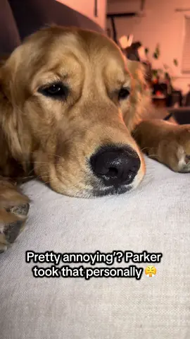 He just wanted to be loved, not called annoying 💔 #prettyannoying  #dogdrama  #PetPersonality #DogTok#dogparents 