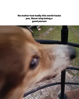 #fyp #vibe #relatable #pet #sunset 