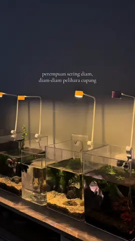 tunjukan pesona cupang kalian guys!🥳👋🏻 #cupang #cupanghias #cupanghalfmoon #bettafish #cupanghiasindonesia 