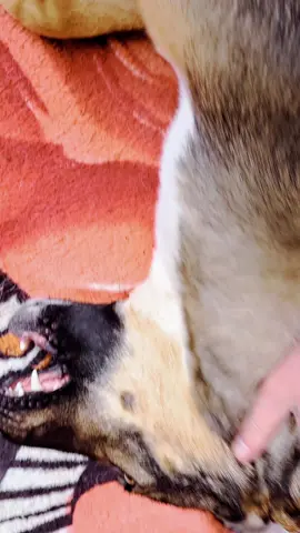 #mydog 