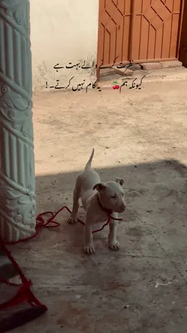 𝐕𝐢𝐫𝐚𝐥??! #foryoup#foryoupageonaudition #imwahab_ #viral #lines🔥 