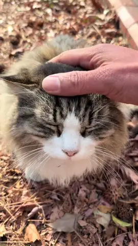 Mèo hoang đẹp cỡ này#cuocsongnhatban #nhattuan #nongnghiepnhatban #xuhuong 