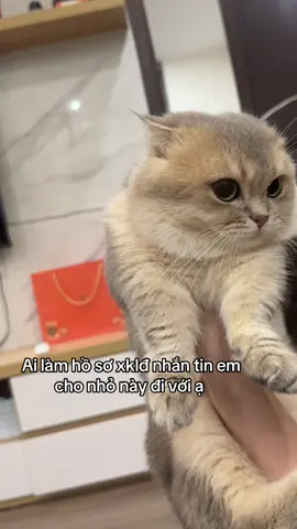 Nói tới là cái mặt nó giả nai dị đó ☺️ #petfood #titi #cat #pet 