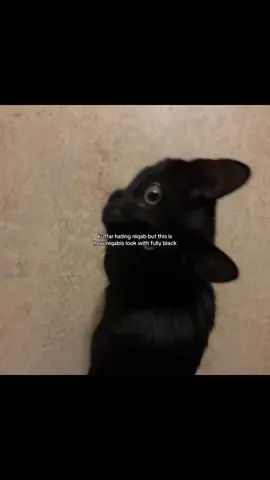 her lil cute meows 😔 #muslimah #niqab #islamic_video #muslimtiktok #fypシ゚ 