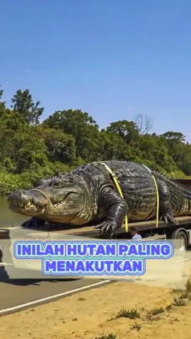 Hutan paling menakutkan #facts #faktamenarik 