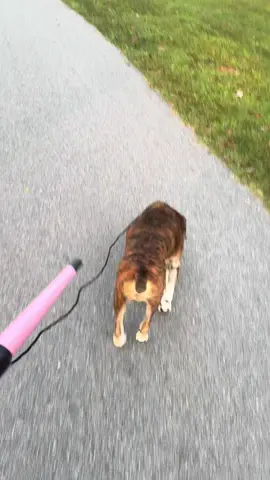 Forgot his leash ..whoops #girl #justagirl 