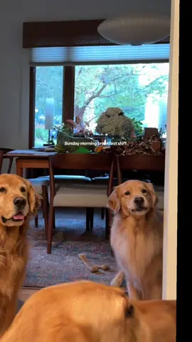 Sunday morning with the babies #goldenrretriever #goldenretrieverlife #charlestonsc #goldenretrieverpuppy @Chewy @CRZ YOGA 