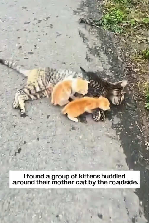 I found a group of kittens huddled around their mother cat by the roadside.The mother cat lay completely still, as if it had no life left.I carried it and rushed to the pet hospital,and then…#rescue #animals #cat 