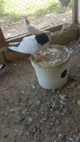 🕊🕊