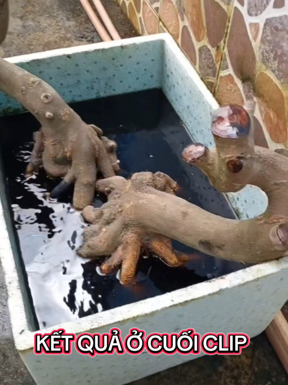 Kích rế Bio ROOTS #xuhuong #maivang94_69 #bonsai #kichre 