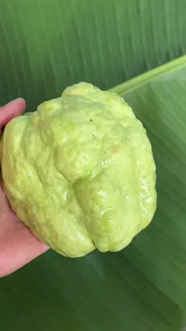 Guava fruit ฝรั่งกิมจูไร้เมล็ดลูกใหญ่ๆ กรอบๆ