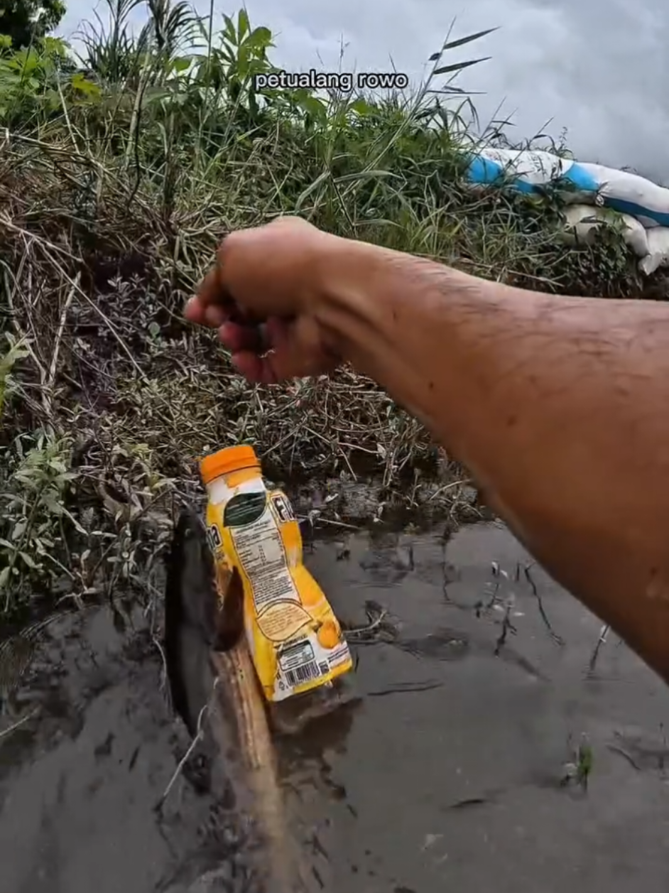 dapat ikan gabus yang guede banget #mancing #fishing #mancingikan #mancinglucu #petualangrowo 