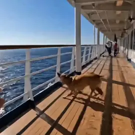 PERRO TE SACO EL DEDO JAJA  XD