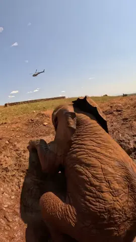 Today, we're spotlighting an extraordinary rescue that unfolded earlier this week.  During a morning patrol, our pilot spotted two bulls with arrow wounds. Mid-flight to help the elephants, we received an urgent call from KWS: An infant elephant was trapped in a well, with frantic mother standing guard and not allowing anyone to get close to rescue him. We immediately diverted to the scene. Pilot Hamish dropped the team nearby, then used the helicopter to shepherd the mother away from the well. On the ground, Roan leapt into the water and, with a few determined pushes, managed to heave the calf to freedom. The baby bolted toward his mum and the team watched them happily reunite, before returning to their original task: helping the two arrowed elephants. Both were successfully darted and treated by the SWT/KWS Tsavo Vet Unit, rounding out the afternoon with three successful, life-saving operations. With your help, we can be there for wildlife in need: sheldrickwildlifetrust.org/news #elephant #reunion #animals 