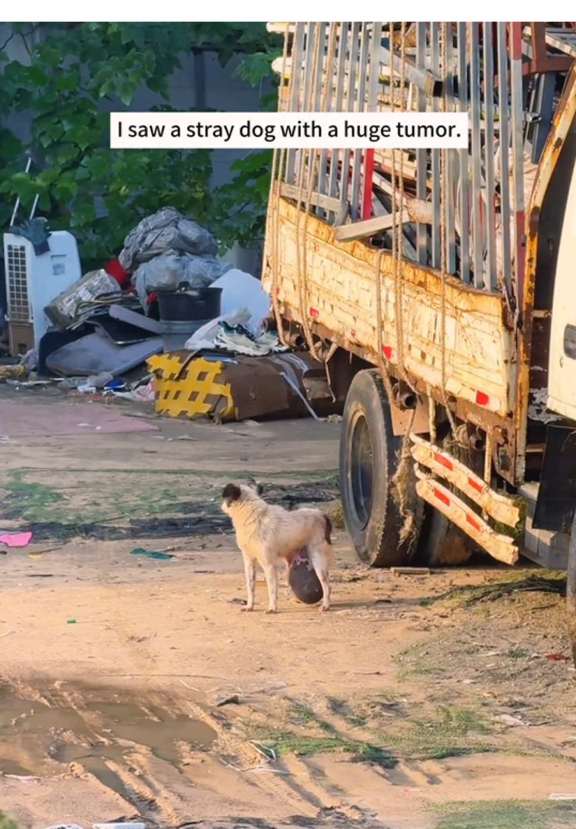 l saw a stray dog with a huge tumor.I decided to help it,and then…#rescue #animals #dog 