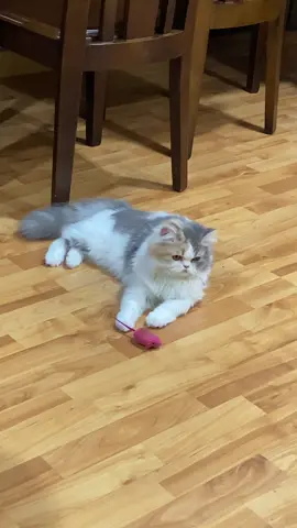 Happy… #catvideo#funnyvideos#funnycat#catlovers#