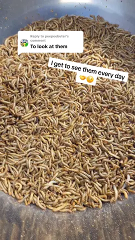 Replying to @peepeebuter midwestmealworms.com #mealworms #geckos #beardies #bluebirds #reptiles 