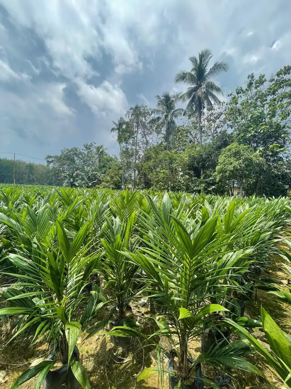 Ready juragan. Lokasi Gunung Makmur Pelaihari, Tanah Laut Kalsel. Minat silahkan DM lanjut ke WA 👌 #sawit #sawitkalimantan #bibitsawit #bibitsawitunggul #sawitontiktok 