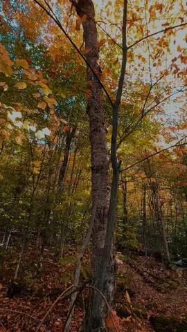 #fyp #explore #Québec #relaxationviibes #autumnvibes🍁🍂🍃