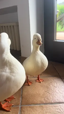 Daisy got something to tell you#quackattack #duck #viral #callduck #fyp 
