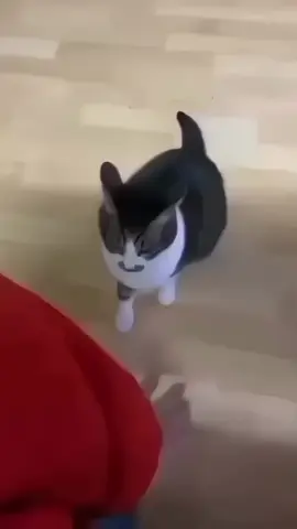 fastest cat #memes #memestiktok #tiktok #cat #cats 