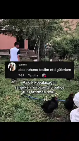 horoz napion la 😂