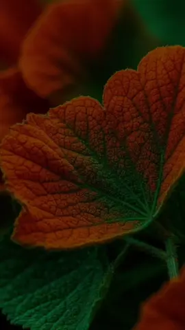 SURAH AL BAQRAH AYAH 155 & 156 #quran #surahalbaqarah 