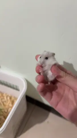 #cutehamster #winterwhite #hamster 
