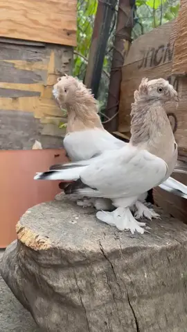 #masallah🧿 #cifttepe #mermeri #üretim #güvercin en iyileri sizin olsun dostlar bizdekiler bize fazla 