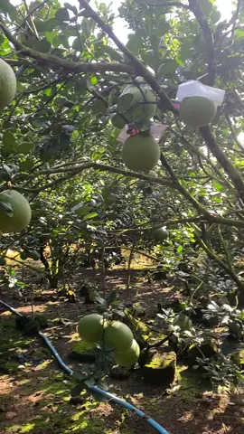 Giá cả chỗ mọi người sao rồi,chỗ em hơi bất ổn xíu😀😀😀😀😀#bưởidaxanh #bưởi #bươingon #xuhuong #traicay @˚˖🌷͙֒✧ᒪᎥᑎᕼ~ᑭᕼạᗰ˚.🎀༘⋆ 