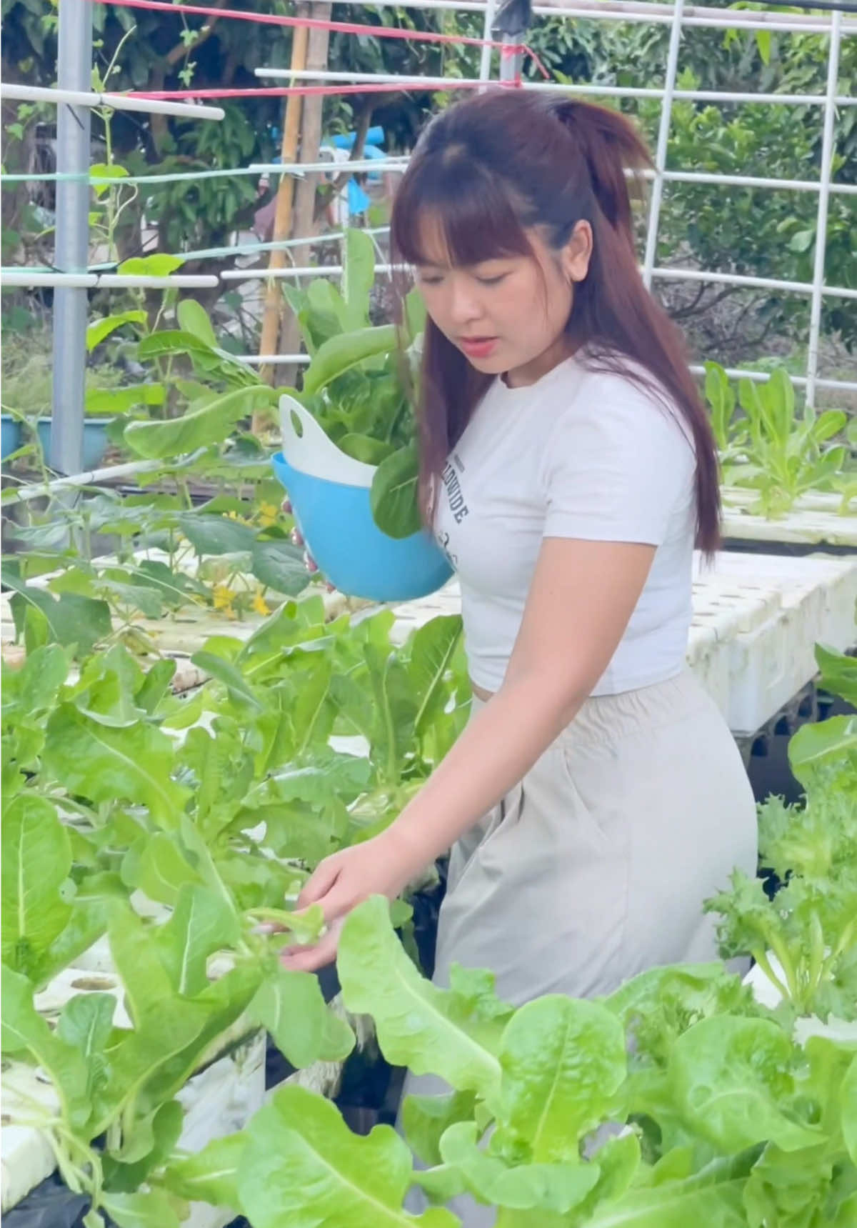 🥬 หมดแล้วค๊าบบบ วันอาทิตย์ #เซลล์หนูนาอีซูซุ #หนูนา #เซลล์หนูนาธาราอีซูซุ #อีซูซุ #กางเกง 