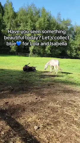 #horsesoftiktok #horse #foryou #usa #sanctuary 