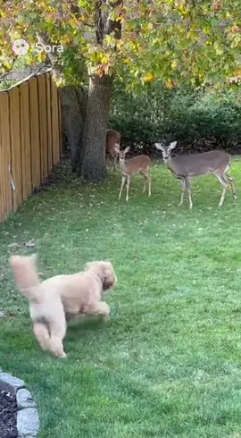 The crossover we didn’t know we needed—my golden doodle hosting a backyard deer playdate 🦌🐶 #goldendoodle #deer #dogsoftiktok #backyardwildlife #fyp