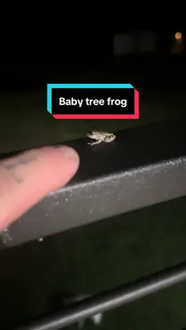 Little baby gray tree frog is back. #frog #babyfrog #cutebabyanimals 