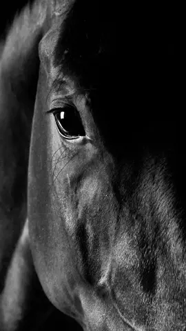 #خيل #تصميم_فيديوهات🎶🎤🎬 #خيل_وخياله🐎 #فروسية #تصميم 