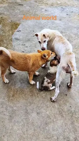 #pet #dog #cub #fyp #foryou #littlepuppy #Love 