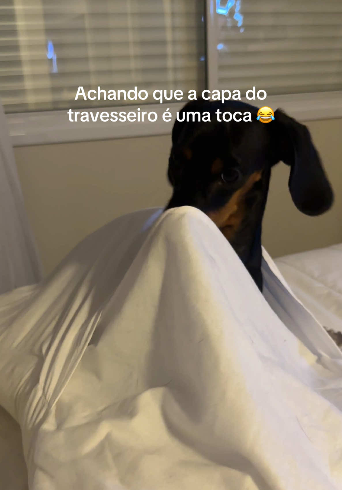 Oh cachorro pra gostar de se enfiar em um buraco kkkkk por aí é esssim também? Ollie adora entrar na capa do travesseiro 😂 #dachshund #dachshundsoftiktok #dachshunds #fyp #fy 