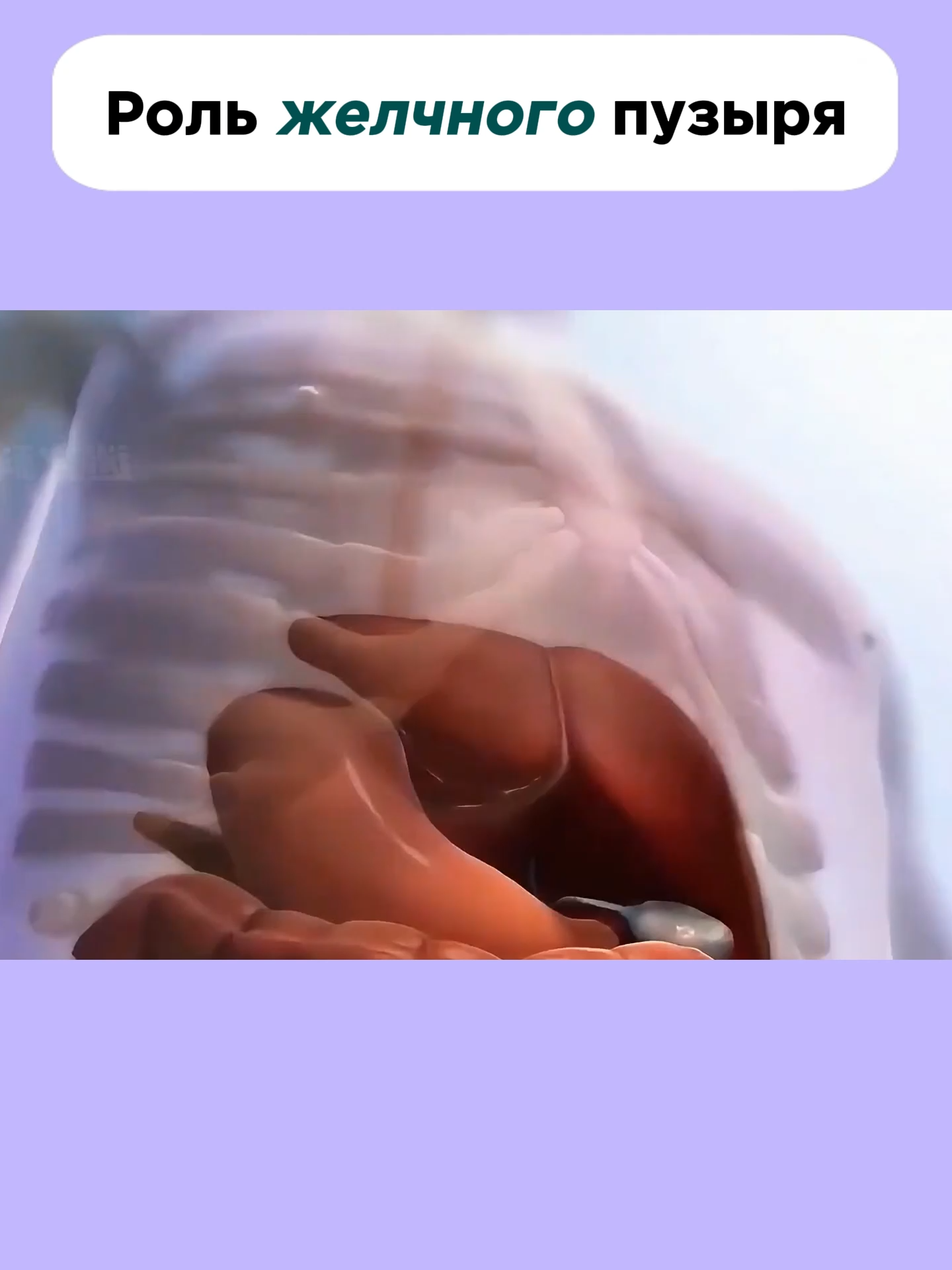 Роль желчного пузыря#3D-фильм #знание #мояистория #наука