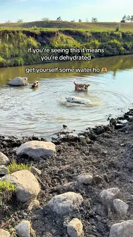 daily reminder 🚨 #hydration #dogsoftiktok #water #thirsty 