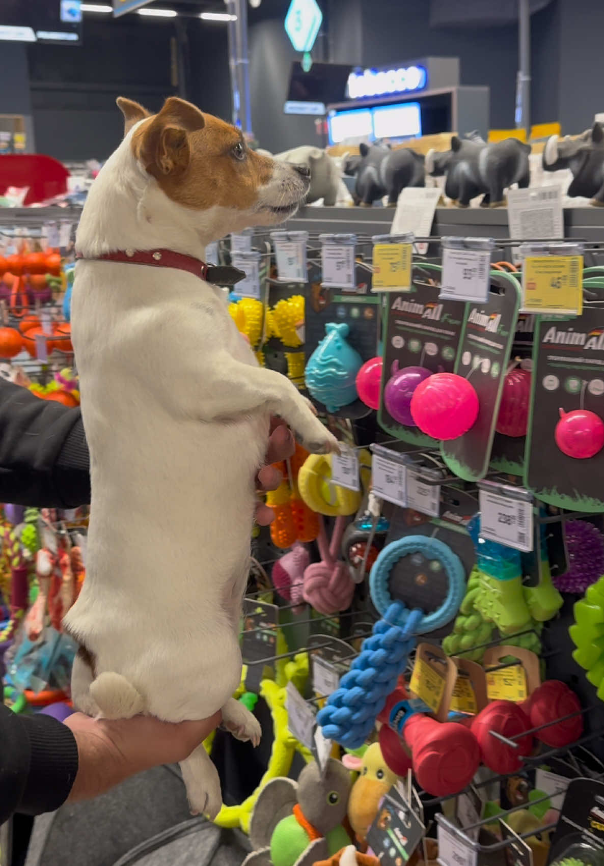 Частина 3 «Умови. Як ви бачите, любі підписники, без умов не обійшлося. Тому вибрати щось реально круте було не так просто!»🐶🐾 #shoppingvlog #dog #family #jackrassell #огляд 