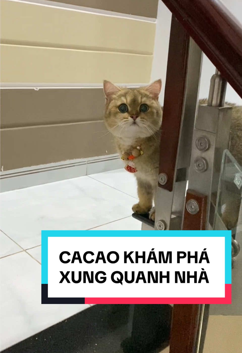 Anh chàng tò mò khám phá  🥰🥰🥰#meocacao #meogolden #meodethuong #meocute #xuhuớng