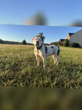 People could learn a lot about unconventional love from just watching a dog.. #bigbull1976 #beardsoftiktok #bluecollar #allamericanstreetrods 