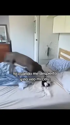 Yo cuando me despierto y no veo mi celu... #foryoupage #paratii #celular #perro #cuarto 