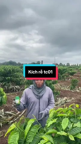 Kích rễ cây trồng chưa bao giờ lại dễ đến vậy 